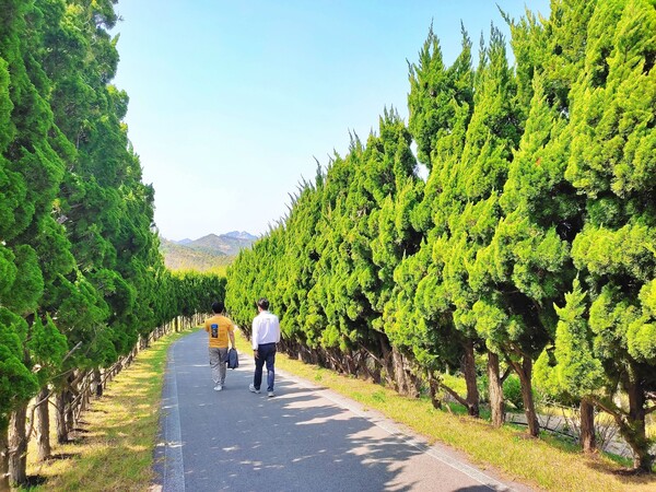 수국공원 향나무 산책로