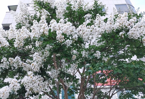 흰꽃 배롱나무