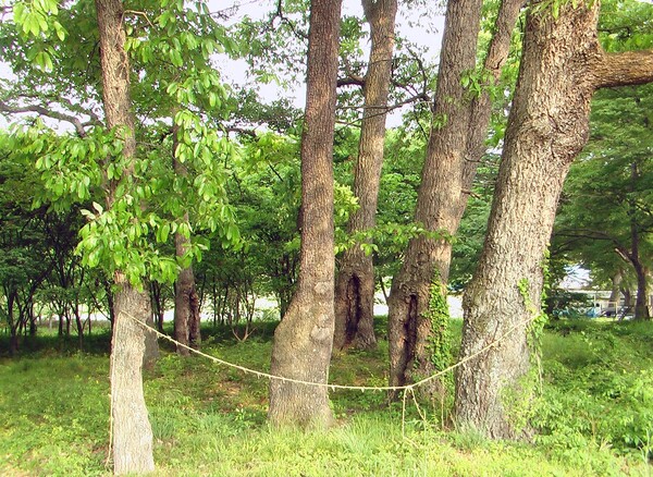 전북 장수군 양신마을숲의 상수리나무