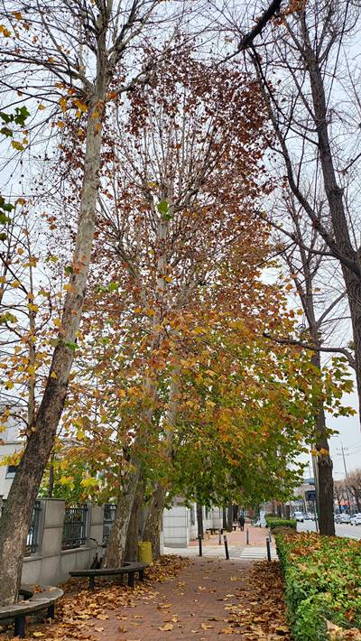 양버즘나무의 낙엽을 받는 사철나무와 남천