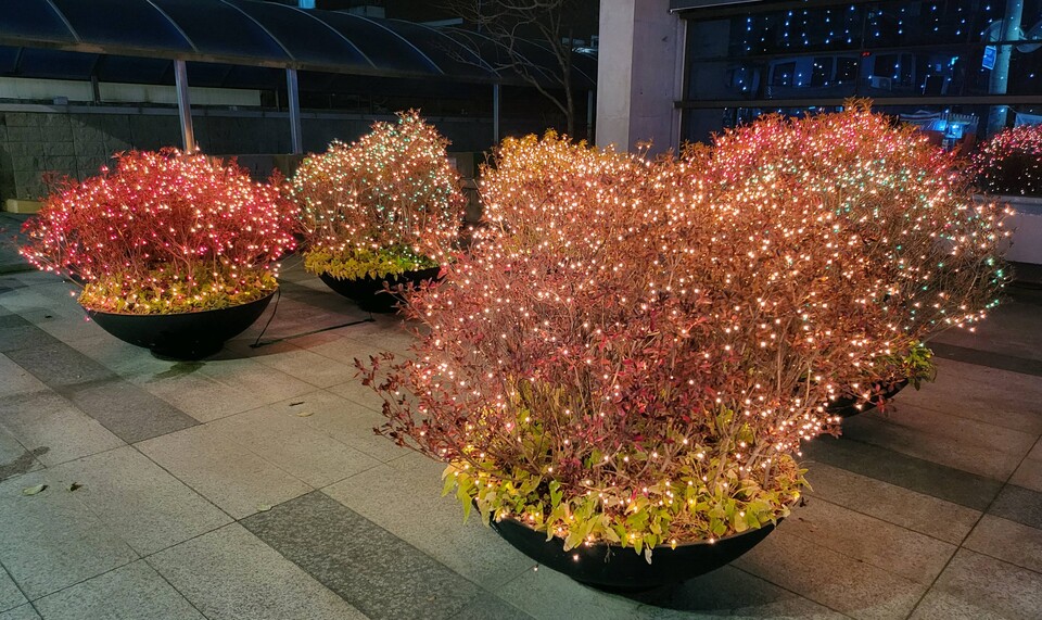 LED 빛과 붉은색 열매가 매달린 산수유나무