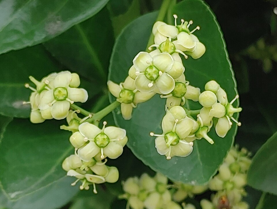 사철나무 꽃