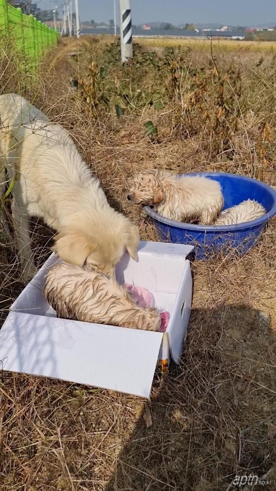 수로에 빠져 있던 강아지들 구조 당시 모습 [사진제공=오순화 주택관리사]
