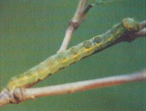 무궁화잎큰나방 유충