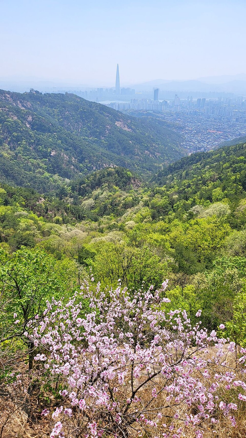 초봄 연둣빛 파스텔 도시숲(2023.4.9. 아차산)