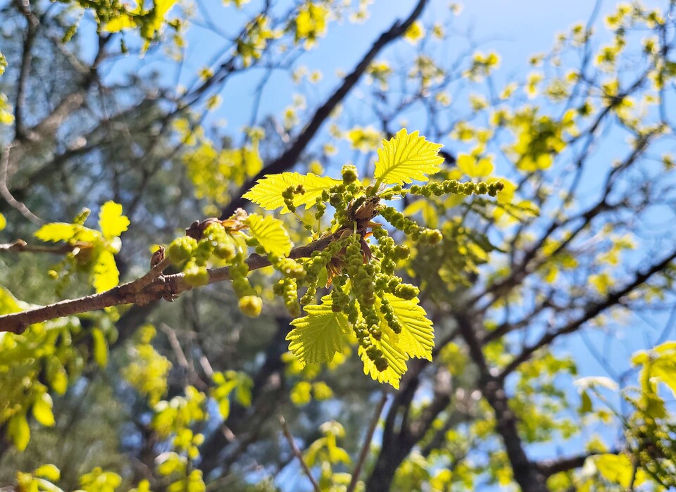 초봄에 나온 참나무 꽃과 잎
