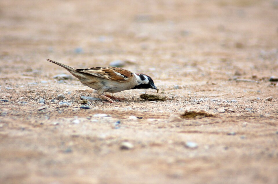 중국 투르판 고창 고성에서 똥에 있는 딱정벌레는 이용하는 참새(2007.7.19.)