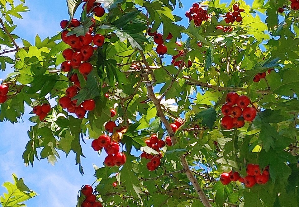 산사나무 열매