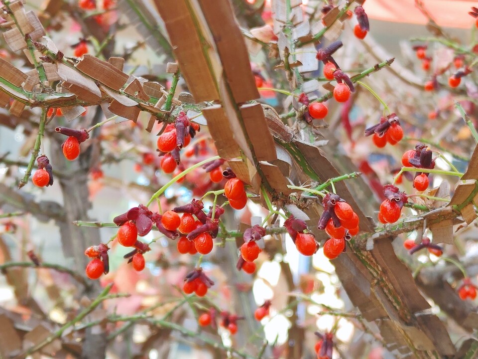 화살나무 열매