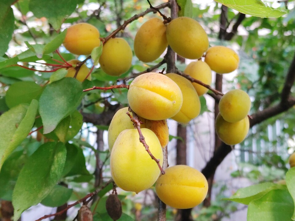 살구 열매