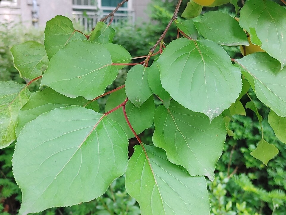 살구나무 잎