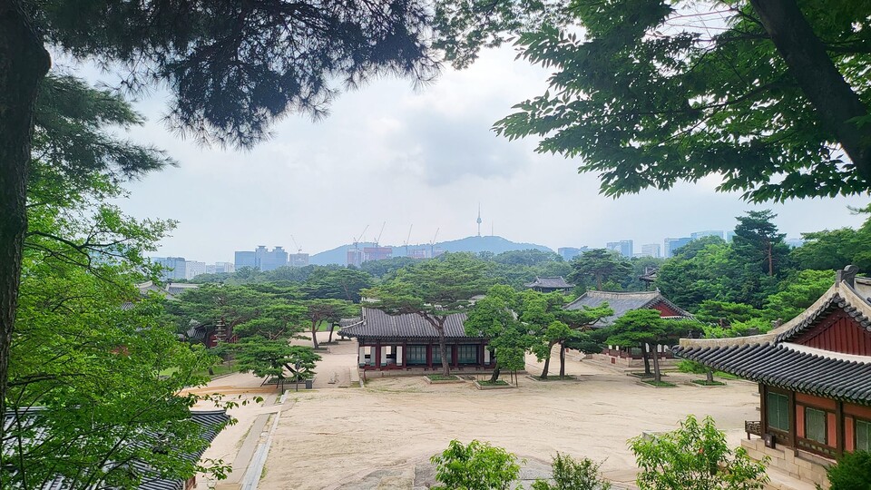 창경궁 궁궐숲 모습