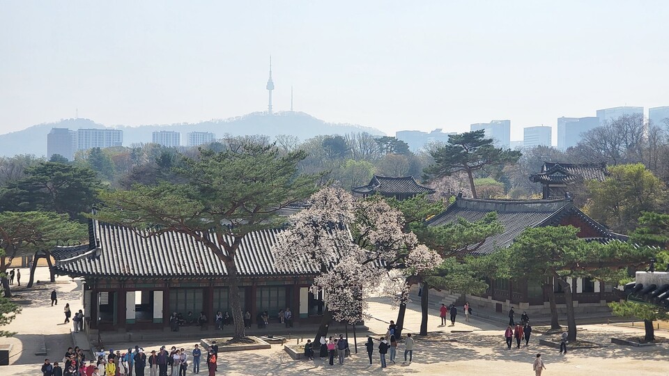창경궁 궁궐숲 모습