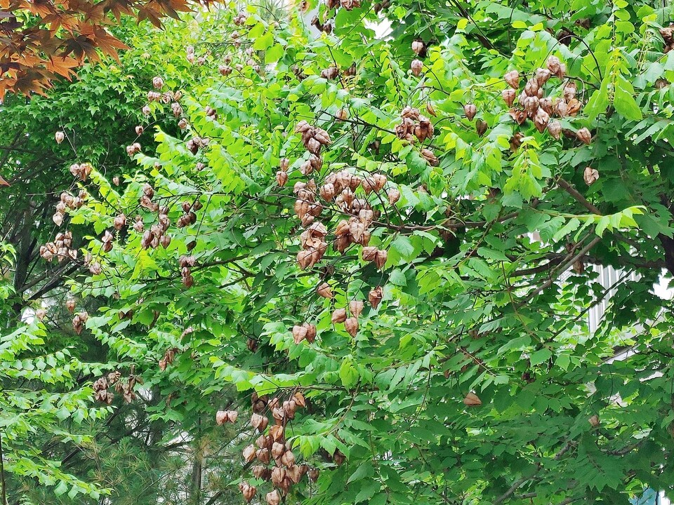 모감주나무 열매