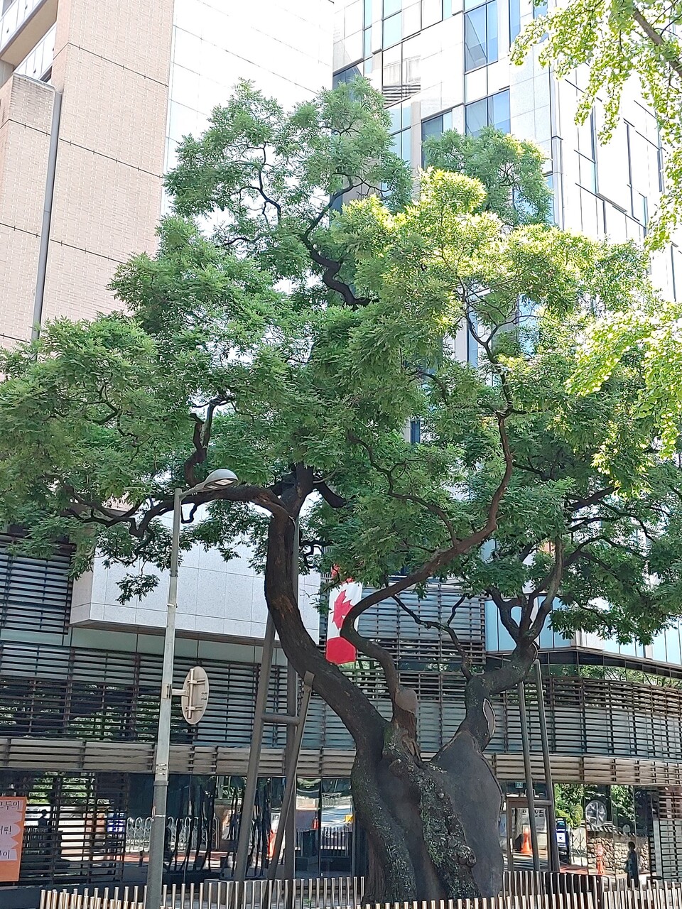 칠백살 된 정동 회화나무