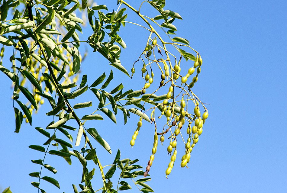 회화나무 열매