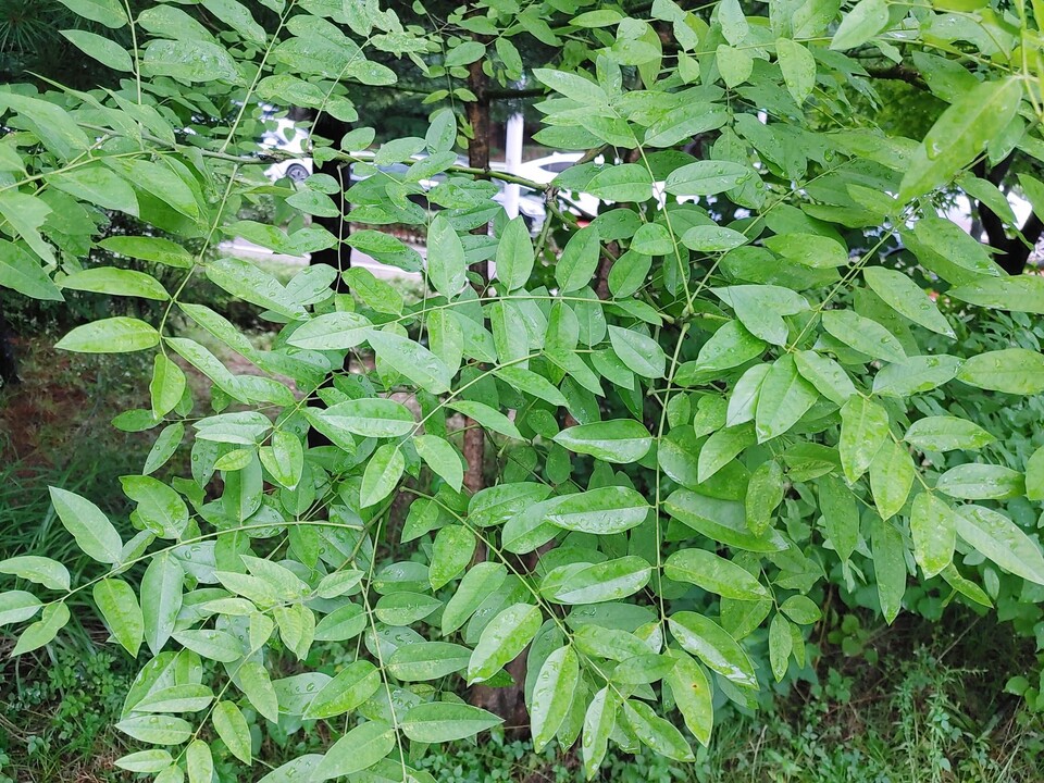 회화나무 잎