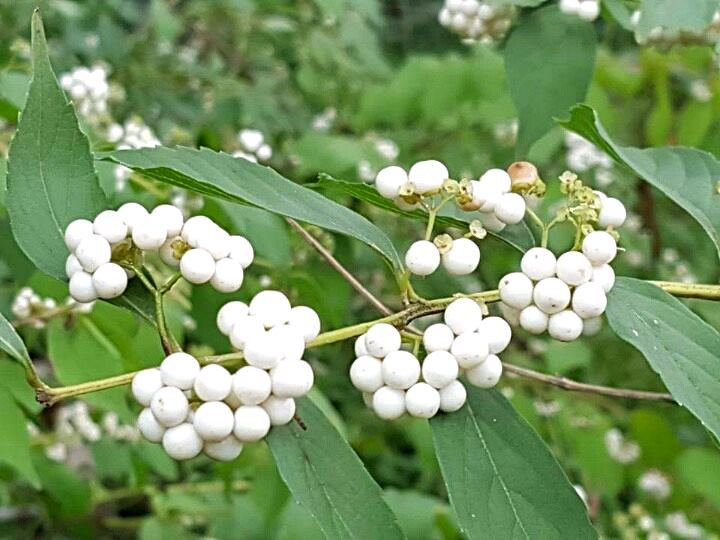 흰좀작살나무 열매