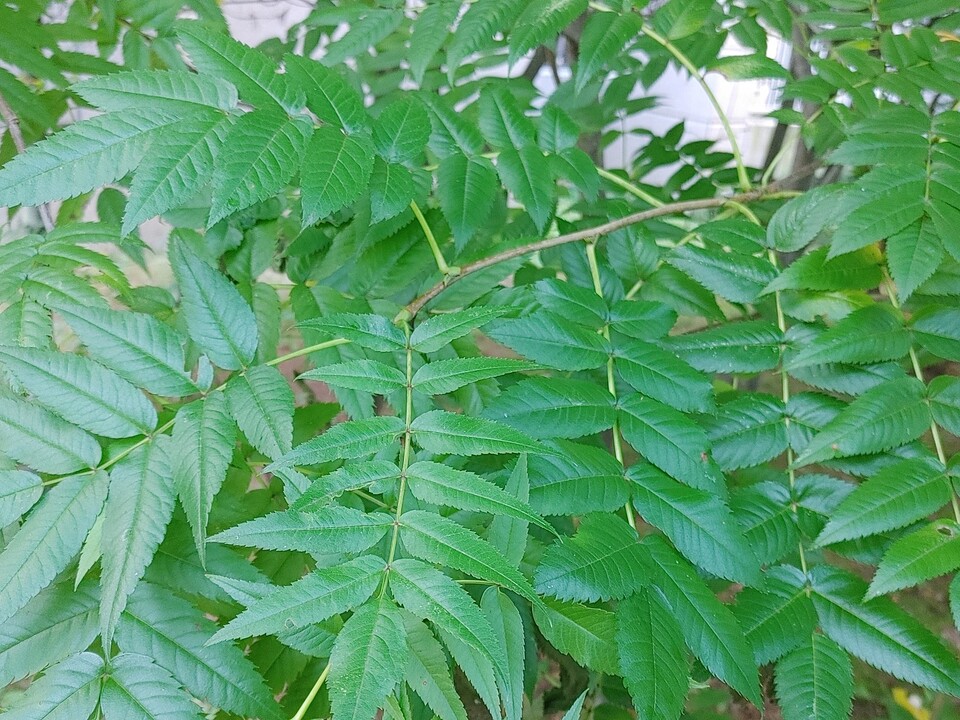 마가목 잎