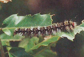 도토리나방 유충