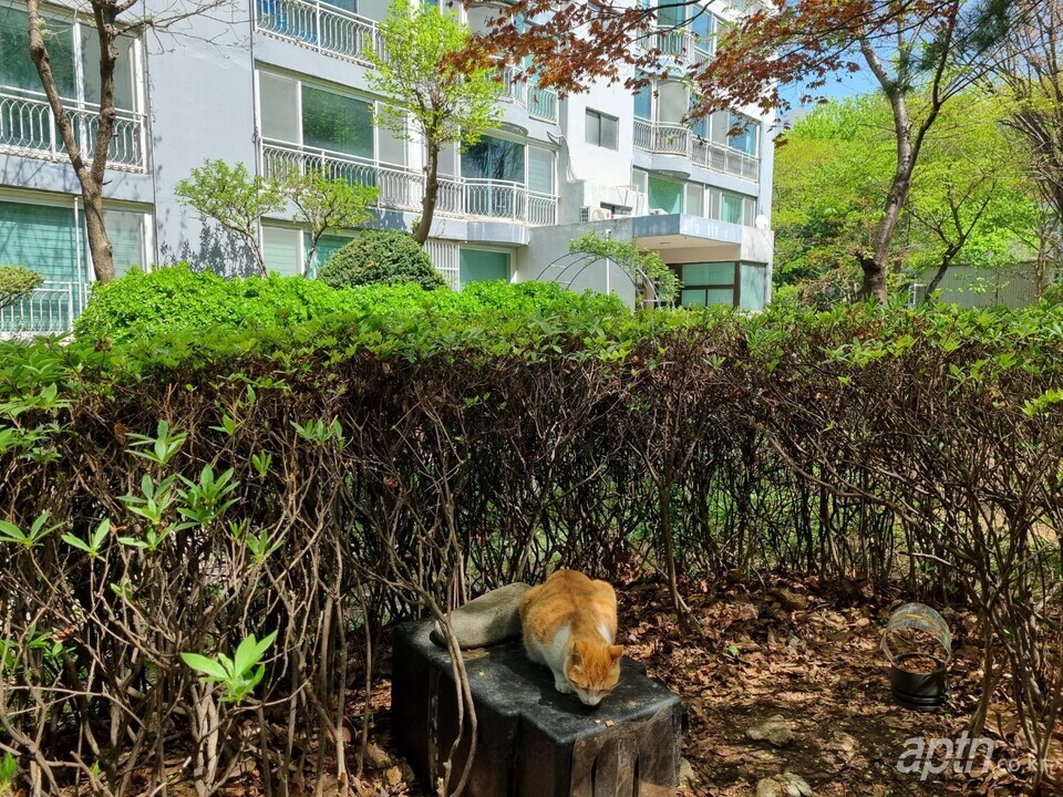 경기 안양시 소재 모 아파트 입주민들이 단지 한 켠에 마련한 고양이 보금자리. [아파트관리신문 DB]