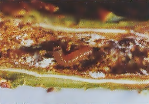 솔애기잎말이나방 유충