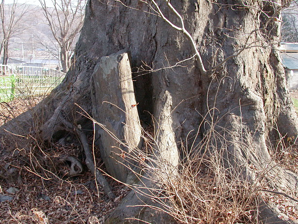 선돌이 끼어 있는 느티나무의 모습