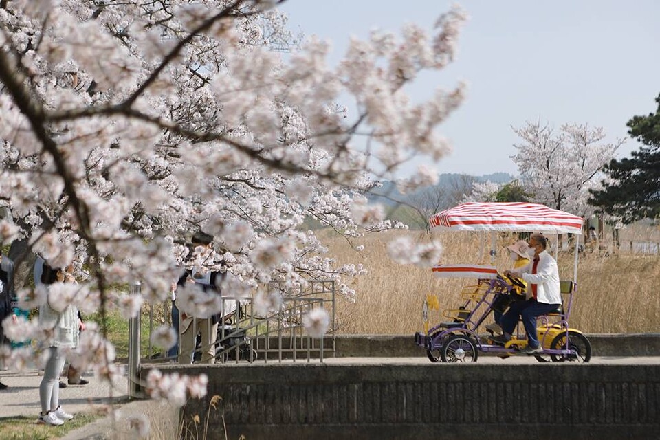 벚꽃 아래 가족용 자전거를 타고 있는 사람들