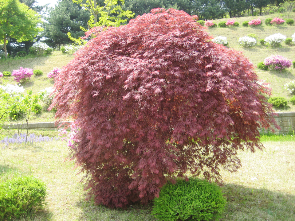 세열단풍(공작단풍)