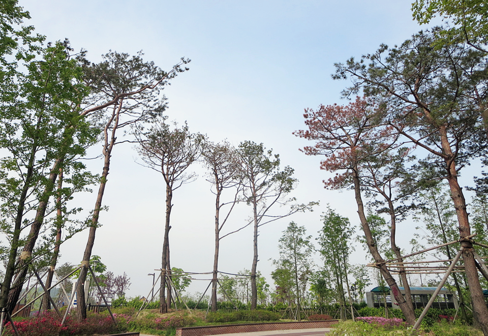 이식 후 관리부재로 고사된 소나무 모습