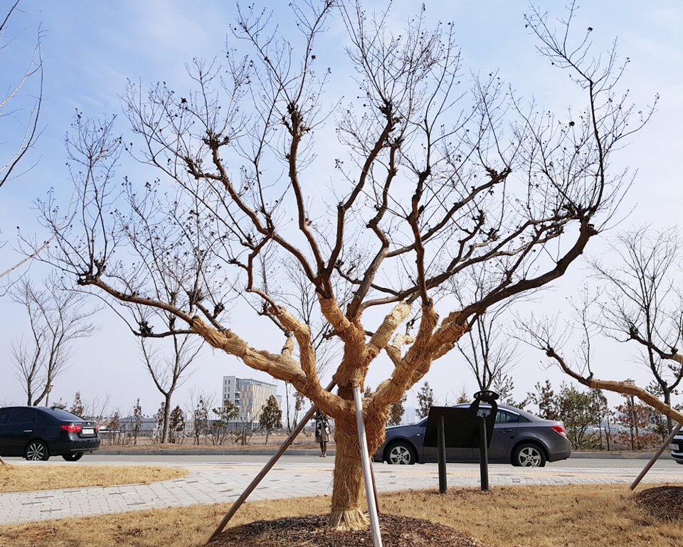 나무 겨울나기(보온재)