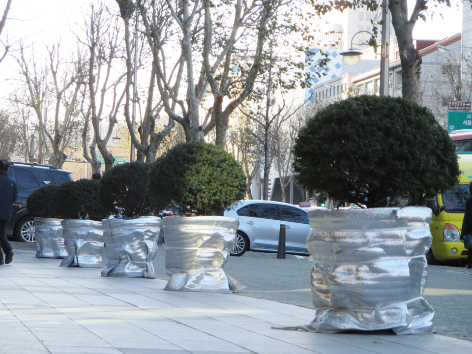 화분을 보온재로 감싸 뿌리가 얼지 않도록 함