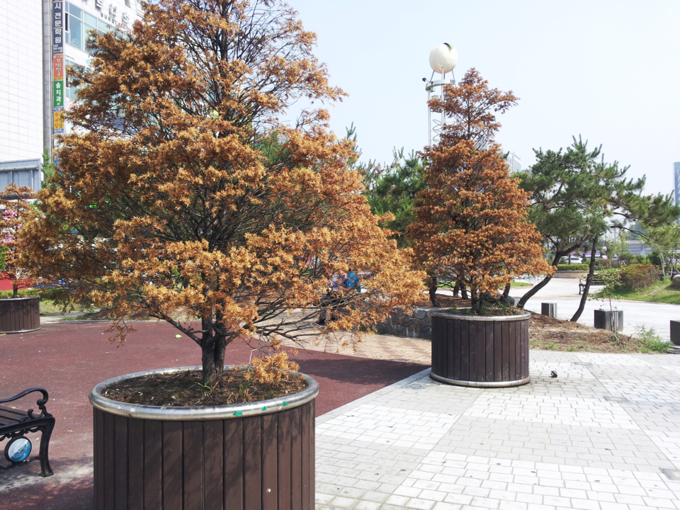 겨울철 동해 피해로 고사한 주목