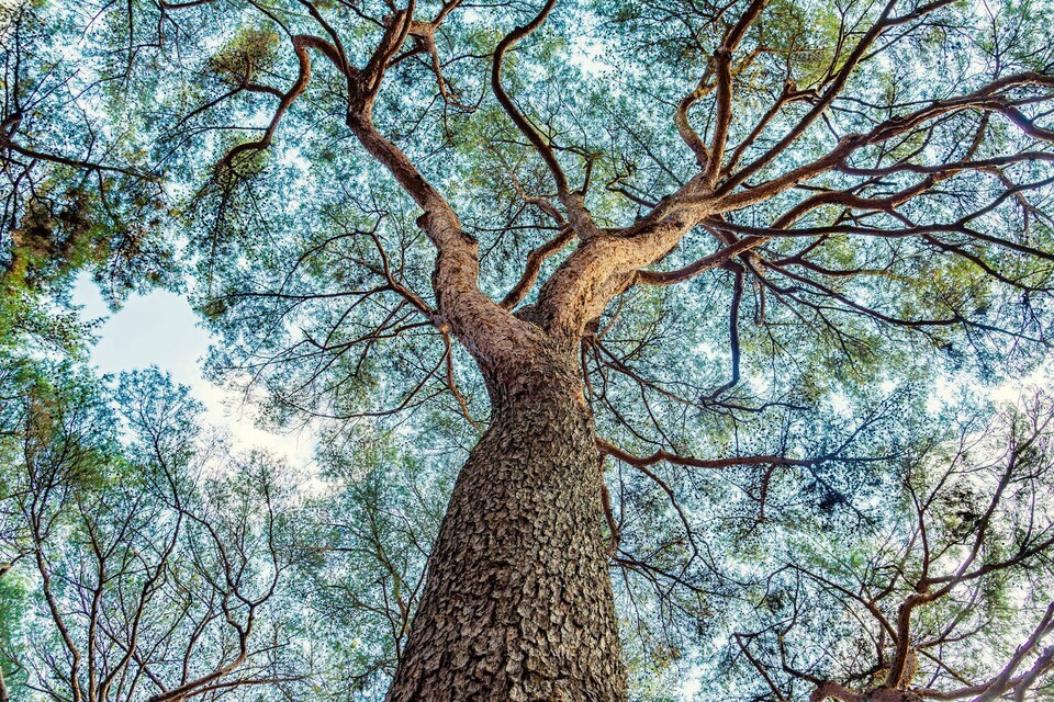 하동송림의 소나무들은 10m를 훌쩍 넘는 높이를 자랑한다