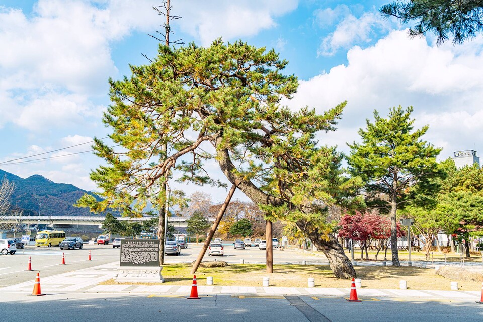 하동송림 입구에 자리한 맞이나무