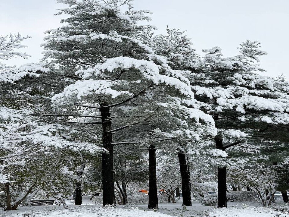 겨울폭설에도 꿋꿋히 서 있는 스트로브잣나무