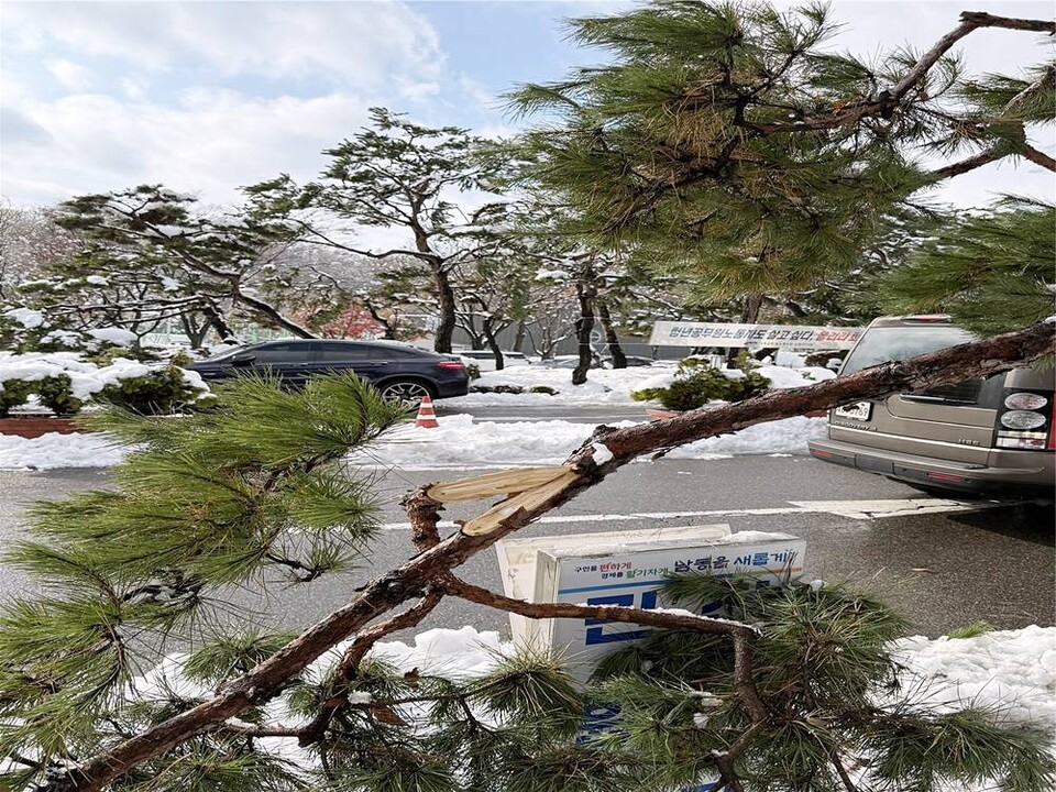폭설에 부러진 소나무