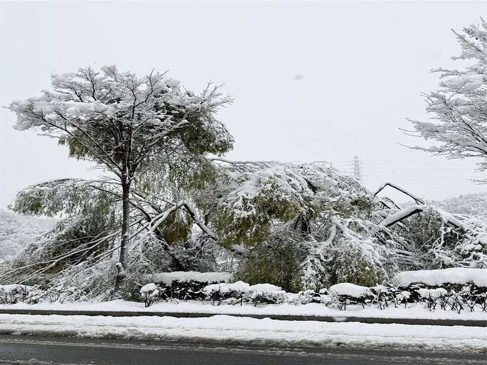폭설에 부러진 소나무