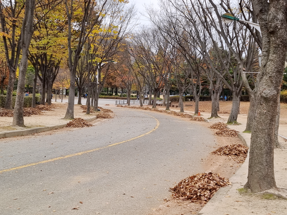 낙엽을 모으고 있는 모습