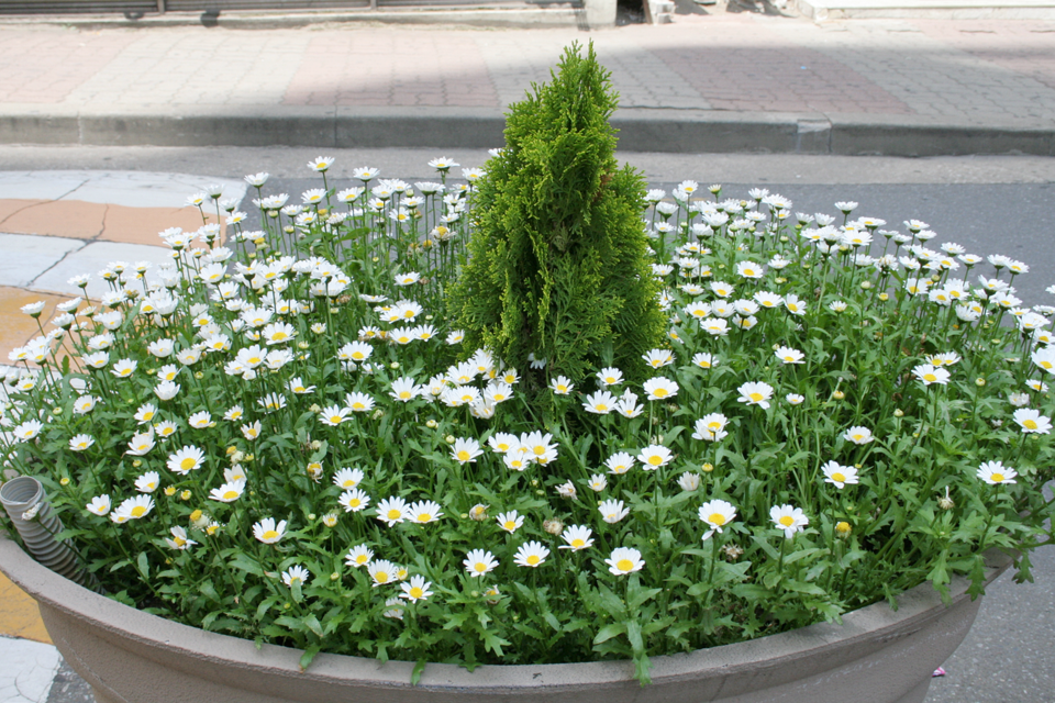 마가렛 식재 모습