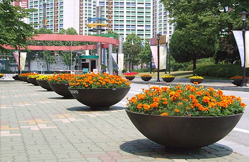 메리골드 식재 모습