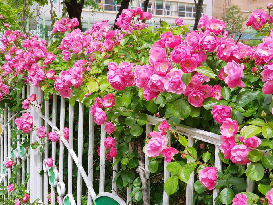 울타리 넝쿨장미