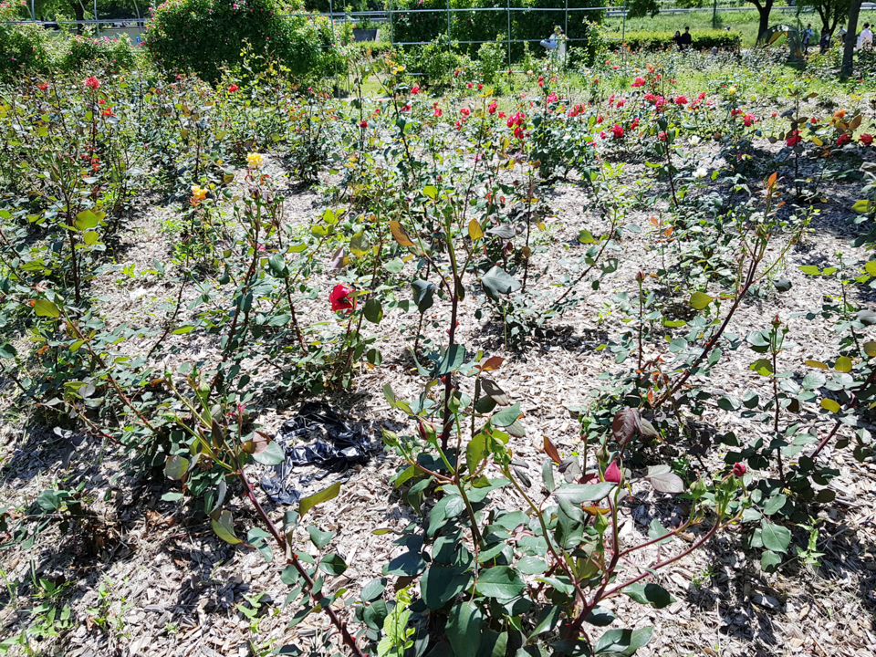 장미원 멀칭모습