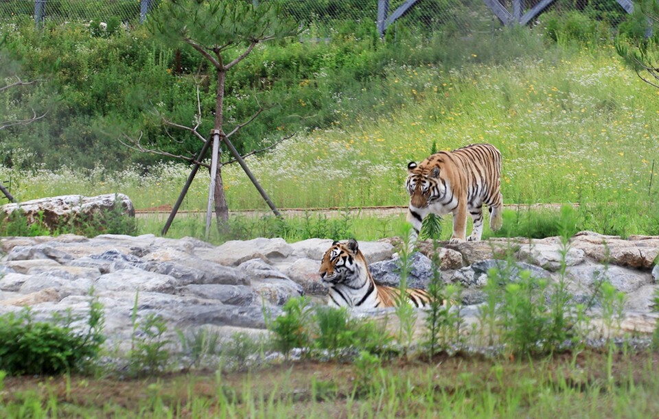 국립백두대간수목원 호랑이숲에서 사육중인 호랑이