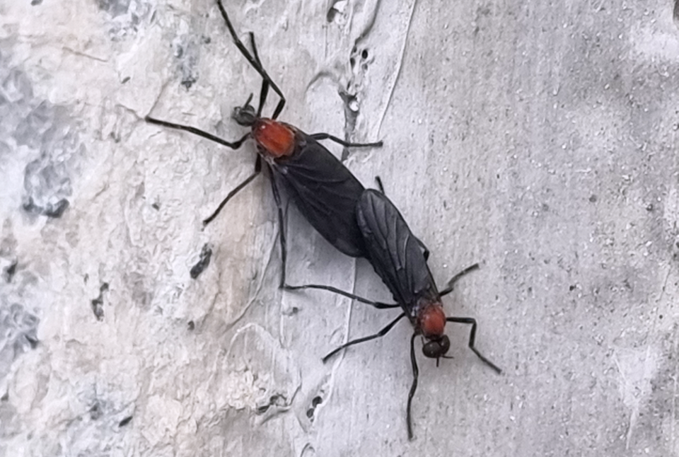 알고 보면 익충인 러브버그