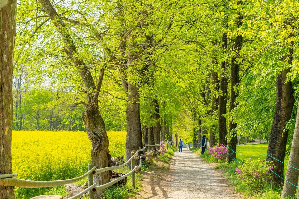 학원농장 청보리밭으로 이어지는 숲길