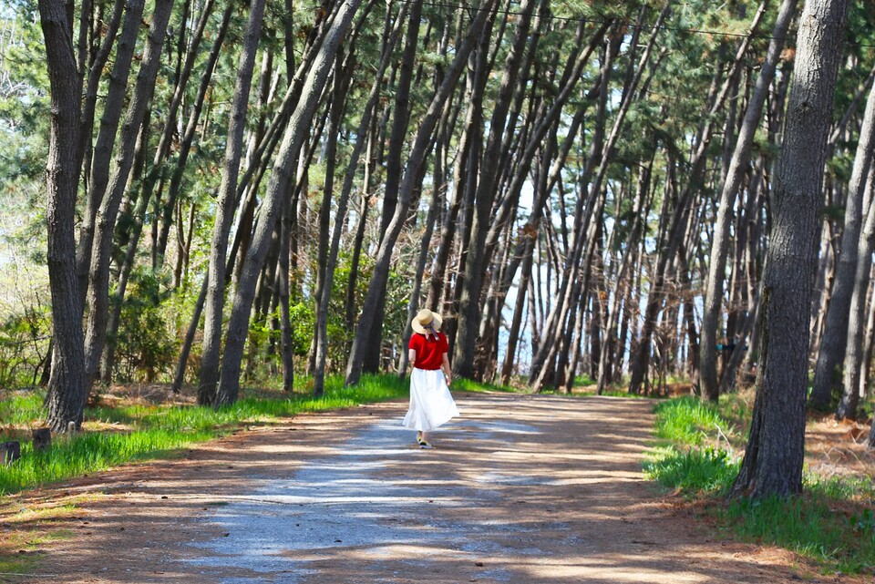 울창한 곰솔 생태숲을 걸으면 진한 솔향기와 피톤치드에 기분이 상쾌해진다.