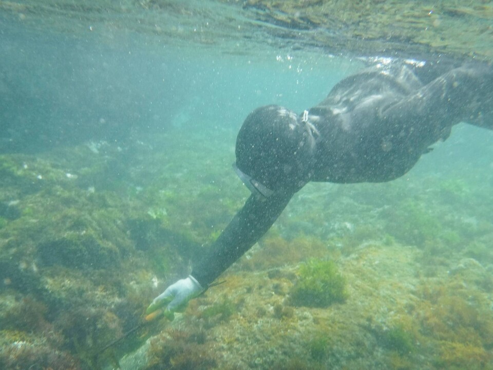 바다 깊숙이 가라앉아 각종 해산물을 빗창 하나로 능수 능란하게 채집하는 해녀.