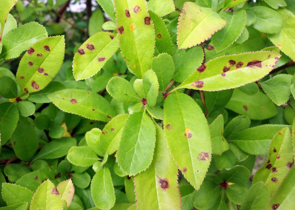 모과나무에 발생한 적성병