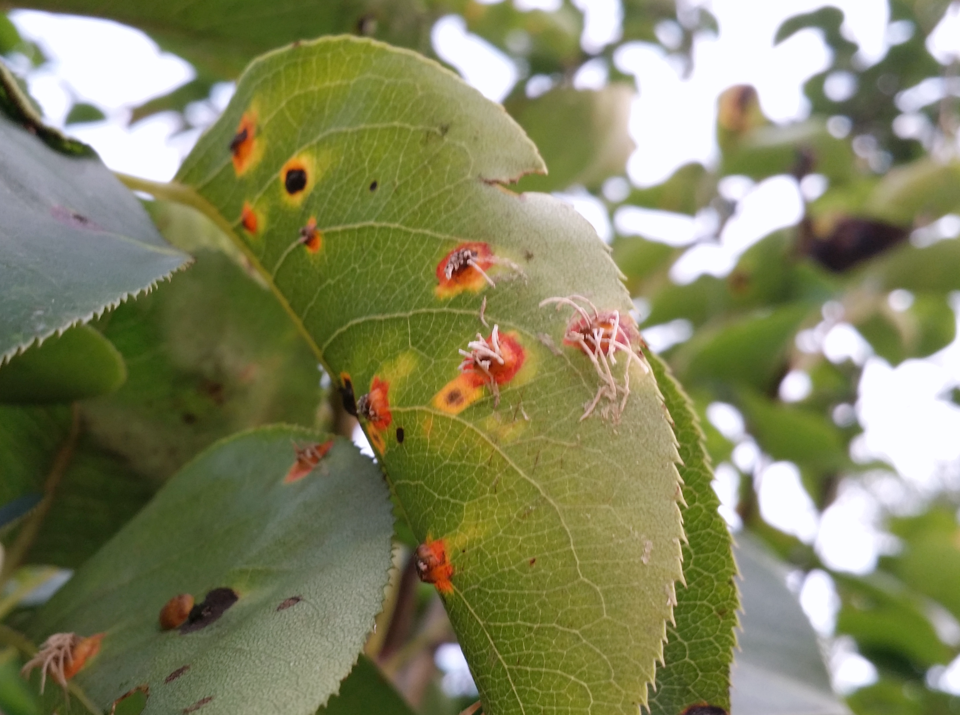 배나무에 발생한 적성병
